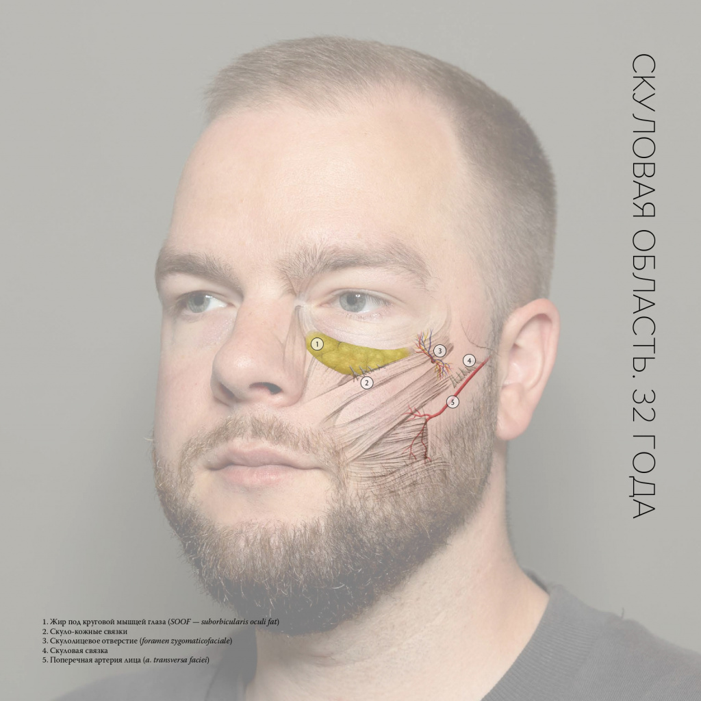 Анатомические особенности